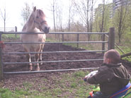Zo'n paard is wel erg groot van dichtbij